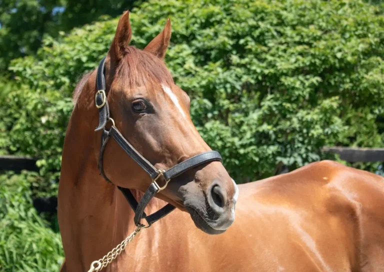 ‘Pink Lloyd’ – A racing legend. Photo by Julie Wright