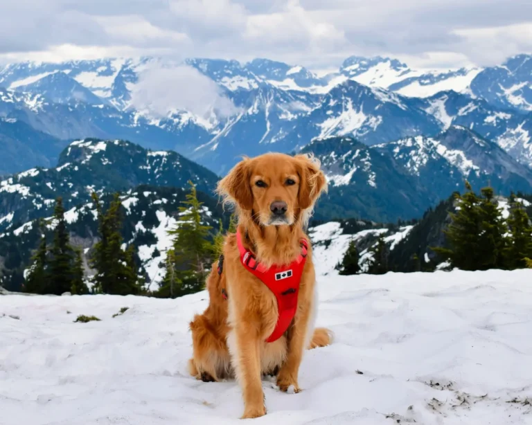 Beautiful Golden Retriever named ‘Summit’