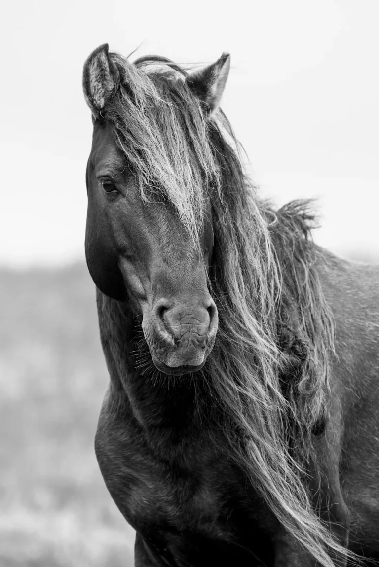 sable beautiful mane